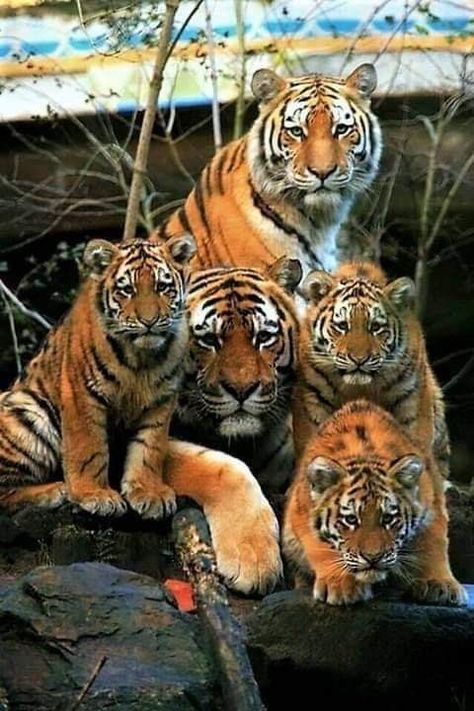 Streak or Ambush: names for a group of tigers Tiger Family, Big Cat Family, Baby Tigers, Beautiful Tiger, Tiger Love, Tiger Pictures, Pola Kristik, Majestic Animals, Cat Family