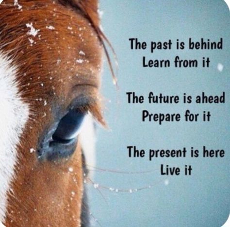 Animal Rescue Quotes, Horse Heartbeat, Rescue Quotes, Horse Wallpapers, Equine Quotes, Accentuate The Positive, Barrel Racing Quotes, Simple Thoughts, Inspirational Horse Quotes