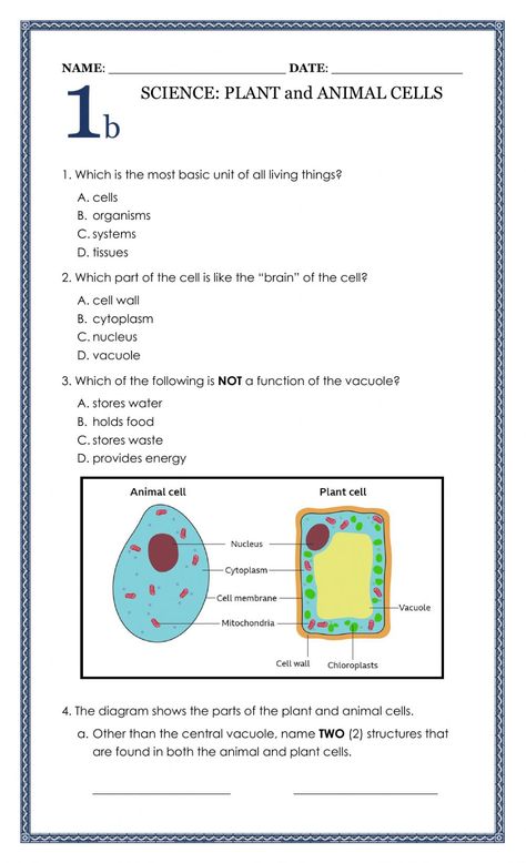 Animal Cell Worksheet, Biology Template, Cell Worksheets, 4th Grade Sight Words, Animal Cells, Cell Theory, Science Cells, Cells Worksheet, Cell Parts