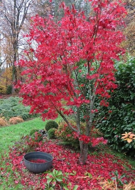 Japanese Maple Fireglow vs Bloodgood: All the Differences | Balcony Garden Web Fireglow Japanese Maple, Bloodgood Japanese Maple Landscaping, Types Of Japanese Maple Trees, Japanese Maple Tree Landscape, Maple Tree Landscape, Japanese Maple Garden, Evergreens For Shade, Bloodgood Japanese Maple, Garden Trellis Designs