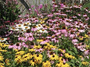 Arkansas Native Plant Landscaping, Arkansas Native Plants, Arkansas Landscaping, Arkansas Wildflowers, Arkansas Gardening, Caring For The Environment, Native Plant Landscape, Bermuda Grass, Rock Garden Plants