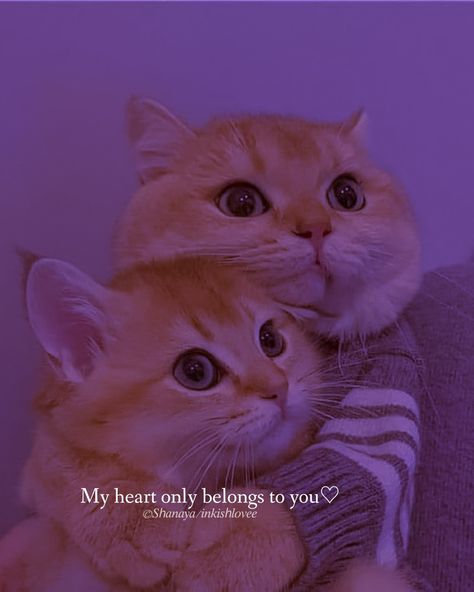 Dpzzzz For Whatsapp, Cat Dpz Cute Couple, Love Quotes Dp For Whatsapp, Cute Cat Couple Aesthetic, Cat Love Quotes Feelings, Cute About For Whatsapp, Dp For Whatsapp Dark, Shayari Beautiful, Whatsapp Dpz