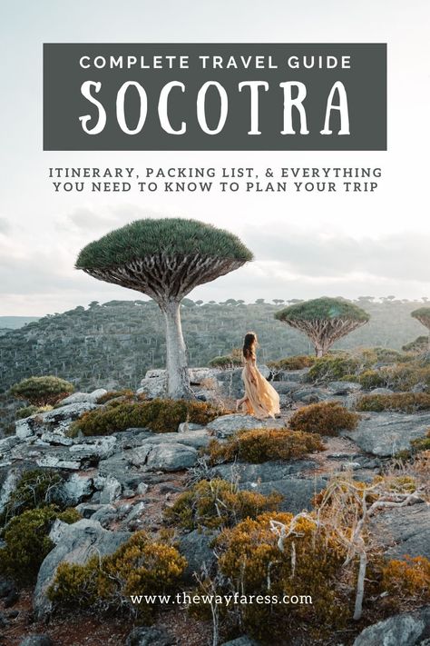 The Ultimate Travel Guide to Socotra Island: What You Need to Know Before You Go — The Wayfaress Socotra Yemen, Socotra Island, Abu Dhabi International Airport, Dragon Blood Tree, Socotra, Plant Species, Yemen, The Middle East, Cultural Heritage