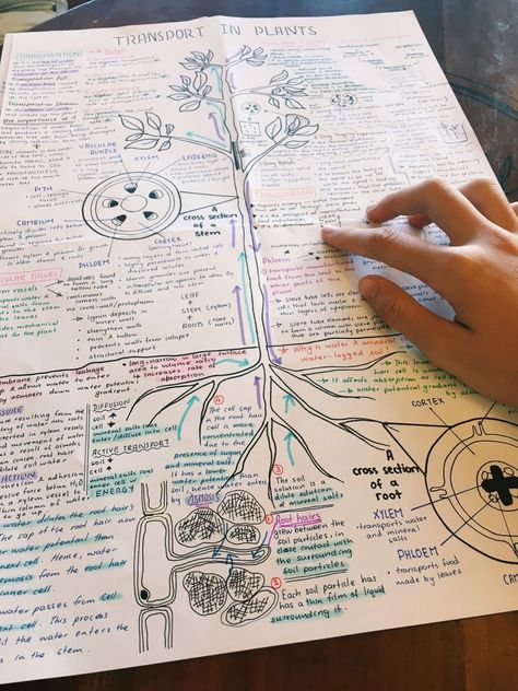 Transport In Plants, Notes Biology, Biology Plants, Biology Revision, Science Study, Books And Tea, Study Biology, Plant Study, Medical Student Study