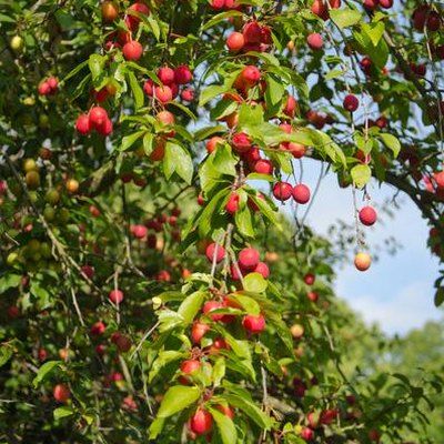 Plum Tree Varieties Plum Varieties, Plum Trees, Plum Tree, The Sand, Oklahoma, Plum, Texas, Trees, Canning