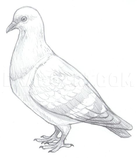 Pigeon Drawing, Pencil Drawing Pictures, Pencil Drawing Images, Drawing Guide, Cartoon Sketches, Bird Artwork, Drawing Easy, Guided Drawing, Step Drawing