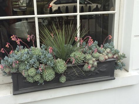 Fall Window Boxes, Window Box Plants, Window Box Garden, Box Garden, Traditional Windows, Window Box Flowers, Window Planters, Succulent Cuttings, Indoor Window