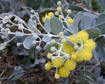 Acacia podalyriifolia - Queensland Silver Wattle Wattle Flower, Drought Resistant Landscaping, Australian Trees, Australian Native Garden, Australian Wildflowers, Australian Flowers, Australian Native Flowers, Australian Plants, Australian Garden