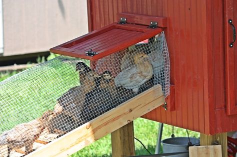 Little Coop Update, featuring Portable Run and Chicken Tunnel! Pics | BackYard Chickens - Learn How to Raise Chickens Chicken Pen Ideas, Chicken Tunnel, How To Keep Chickens, Chicken Pens, Chicken Tunnels, Chickens Coop, Hen Houses, Chicken Coop Pallets, Three French Hens