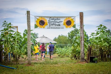 Sunflower Festival, Farm Cafe, Ohio Travel, Sunflower Photo, Fairs And Festivals, Sunflower Garden, Summer Activity, Corn Maze, Summer Bucket List