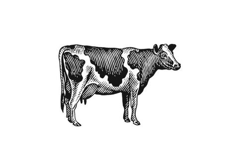 Steven Noble Illustrations: Milk Cow Woodcut Steven Noble, Cow Logo, Cow Tattoo, Cow Illustration, Cow Drawing, Retro Tattoos, Farm Logo, Milk Cow, Stock Art