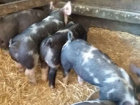 Pig Feed Recipes, Pigs Farming Livestock, Hereford Pigs, Pig Shelter, Pastured Pigs, Farming Animals, Berkshire Pigs, Raising Pigs, Pig Feed