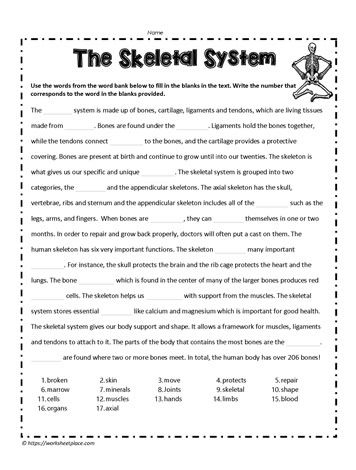 Health Science Activities High School, Human Skeleton Labeled, Skeletal System Activities, Skeletal System Worksheet, Nursing School Prep, Skeleton System, Human Skeletal System, Excretory System, Cloze Activity