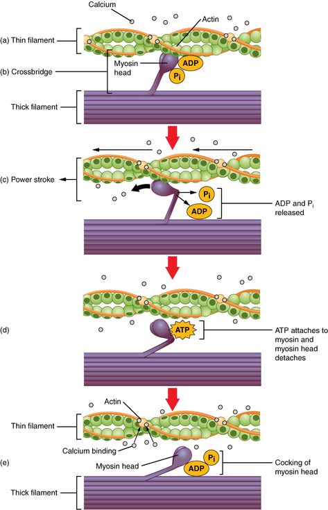 10.3: Muscle Fiber Contraction and Relaxation - Medicine LibreTexts Muscle Contraction Steps, Rigor Mortis, Basic Anatomy And Physiology, Exercise Physiology, Musculoskeletal System, Medicine Student, Muscular System, Nursing School Notes, Teaching Biology