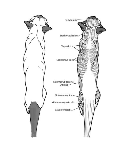 Schoolism - Gesture Drawing Week 5 — Chalk Full of Dreams Cat Muscle Anatomy, Cat Proportions, Dog Top View, Cat Top View, Cat Gesture, Cat Back View, Cat Prowling, Cat Muscle, Feline Anatomy