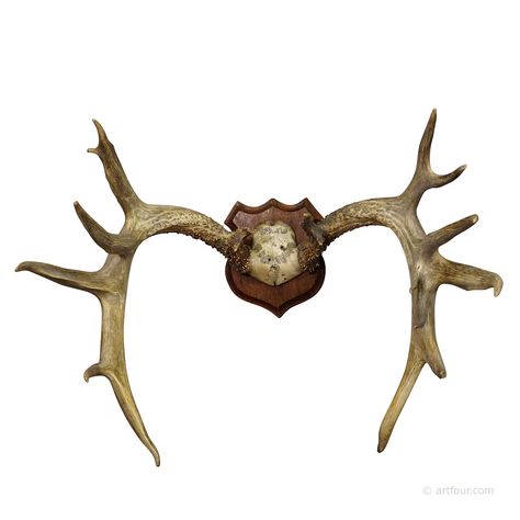 Large White Tailed Deer Trophy Mount on Wooden Plaque ca. 1900s White Tailed Deer, Deer Trophy, The Hunted, Hunting Lodge, Whitetail Deer, Wooden Plaques, Old Barn, Black Forest, Antique White