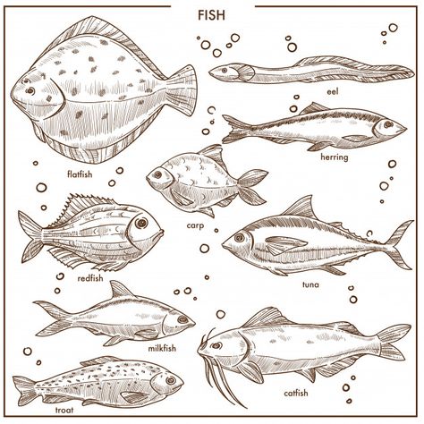 Fish sketch species with names vector is... | Premium Vector #Freepik #vector #water Sea Terrarium, Scratchboard Art Lessons, Art Homework, Fish Sketch, Drawn Fish, Fish Icon, Scratchboard Art, Fish Drawing, Different Fish