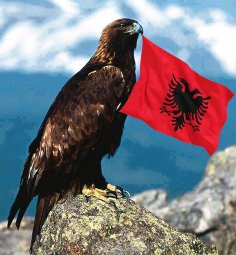 Albanian Eagle Albanian Flag Wallpaper, 28 Nentori Art, 28 29 November Albania Drawing, 28 November Albania Drawing, Titanic Tattoo, Albanian Art, Albanian Eagle, Bob Marley Painting, Albanian Flag