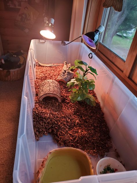 Tegu Enclosure Ideas, Diy Tegu Enclosure, Diy Blue Tongue Skink Enclosure, Reptile Room Setup, Blue Tongue Skink Enclosure Ideas, Blue Tongue Lizard Enclosure, Blue Tongue Skink Enclosure, Tortoise Terrarium, Green Bottle Blue Tarantula Enclosure