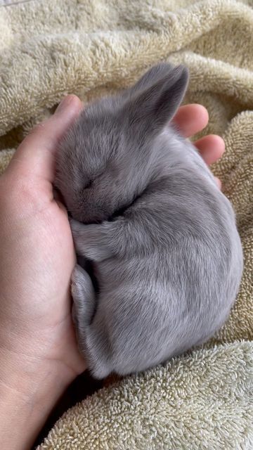 Cute Bunny Pics, Baby Rabbits Cute, Cute Small Bunny, Mini Lop Bunny, Horror Movie Monsters, Small Bunnies, Rabbit Pose, Strawberries And Raspberries, Animal Eating