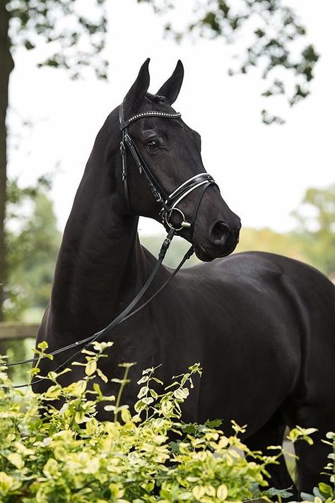 Black Horse Photography, Horse Riding Aesthetic, Warmblood Horses, Horse Riding Outfit, Beautiful Horses Photography, Show Jumping Horses, Horse Dressage, Horse Aesthetic, Black Horses