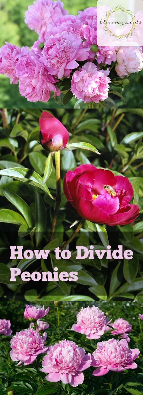 Dividing Peonies, Divide Peonies, Caring For Peonies, Peony Care Tips, How To Grow Peonies, Grow Peonies, Peony Care, Pink Perennials, Peony Bush