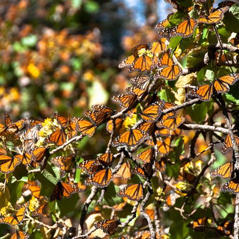 Butterfly Biosphere, Butterfly Pupa, Avocado Farm, Personal Investigation, Responsible Tourism, Monarch Butterflies, Macro Photos, Outside World, Flash Photography