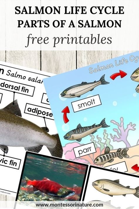 Salmon Life Cycle And Parts Of A Salmon – Free Printable - Montessori Nature Fish Unit Study, Salmon Life Cycle, Life Cycles Kindergarten, Homeschool Science Lessons, Summer Lesson Plans, Free Teacher Printables, Nature Printables, Homeschool Nature Study, Life Cycles Activities