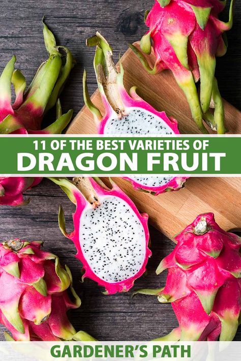 11 of The Best Dragon Fruit (Pitaya) Cultivars | Gardener’s Path Dragon Fruit Tea Recipe, Dragon Fruit Jam Recipe, Fruit Cupcakes Recipes, Growing Dragon Fruit, Dragon Fruit Varieties, Dragon Fruit Juice, How To Grow Dragon Fruit, Dragonfruit Recipes, Dragon Fruit Benefits