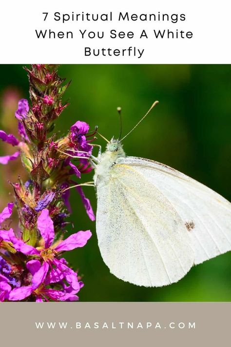 7 Spiritual Meanings When You See A White Butterfly White Butterflies Meaning, Seeing White Butterflies Meaning, White Butterfly Meaning, White Moth Meaning, Spirit Symbols, Butterfly Symbolism Meaning, White Moth Spiritual Meaning, Monarch Butterfly Meaning, White Butterfly Spiritual Meaning