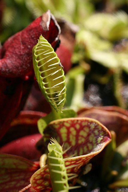 Meat Eaters | Flickr - Photo Sharing! Pitcher Plants, Plant Eater, Meat Eater, Pitcher Plant, Venus Fly Trap, Fly Traps, Carnivorous Plants, Eden, Plant Leaves