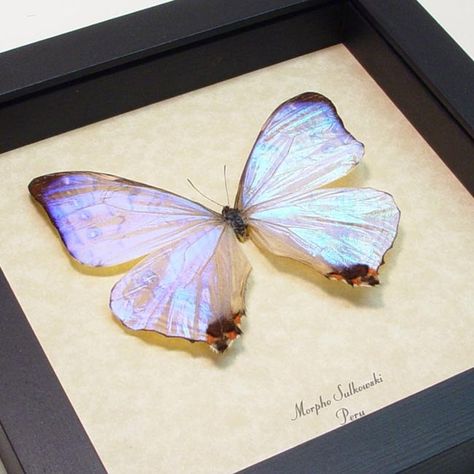 Something Blue Wedding Gift  Real Framed Mother of Pearl image 0 Something Blue Wedding Gift, Curio Decor, Cinderella Quinceanera Themes, Cinderella Quinceanera, Salvador Dali Paintings, Dali Paintings, Blue Weddings, Blue Morpho Butterfly, Quinceanera Themes