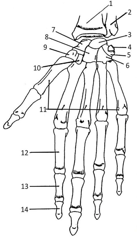 Coloring Pages Anatomy, Bones Of The Hand, Skeletal System Anatomy, Muscles Anatomy, Hand Bones, Human Body Worksheets, Human Skeletal System, Human Skeleton Anatomy, Medical Assistant Student