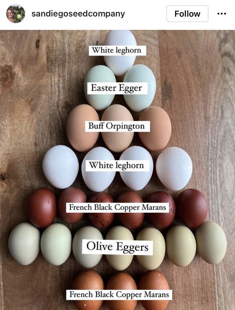 Chicken Egg Colors, Black Copper Marans, Olive Egger, Hunters Chicken, Buff Orpington, Easter Eggers, Chicken Coup, Colorful Eggs, Backyard Chicken Farming