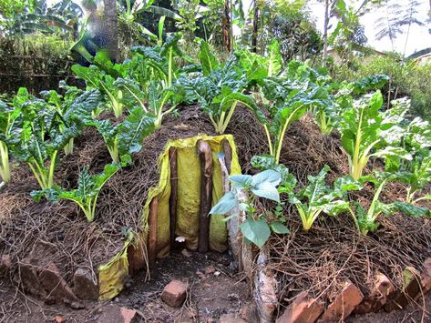 12 keyhole garden Keyhole Garden Design, Circular Garden Design, Moving Plants, Keyhole Garden, Gardens Ideas, Permaculture Gardening, Permaculture Design, Organic Gardening Tips, Garden Pictures