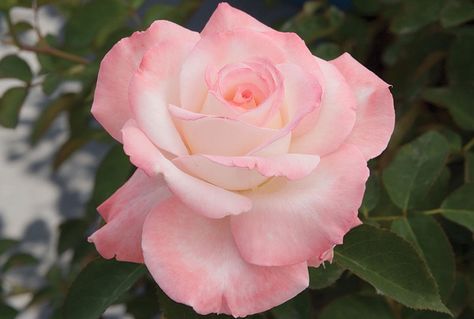 Rosa 'Secret' (Hybrid Tea Rose) Hybrid Tea Roses Garden, Hybrid Tea Roses Care, Rose Companion Plants, Hybrid Tea Rose, Fragrant Roses, Types Of Roses, Shrub Roses, Peonies Garden, Growing Roses