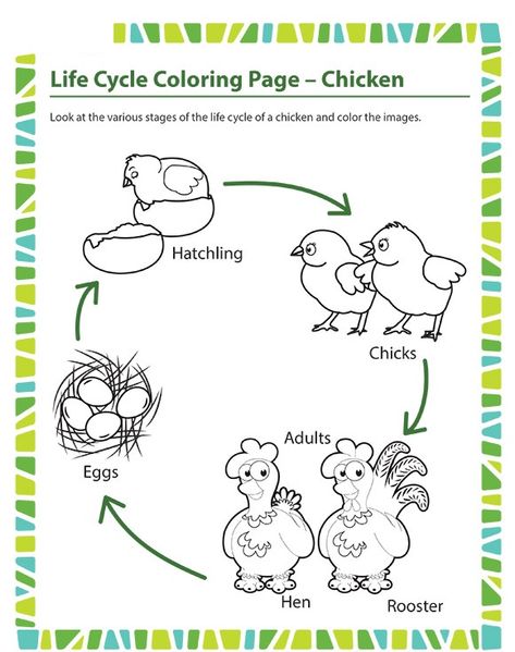 life-cycle-coloring-page-chicken  |   Crafts and Worksheets for Preschool,Toddler and Kindergarten Chick Life Cycle, Bird Life Cycle, Life Cycle Worksheet, Life Cycle Of A Chicken, Butterfly Lessons, Cycle For Kids, Chicken Life Cycle, Animal Life Cycles, Animal Worksheets