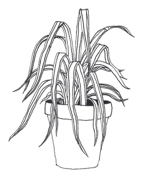 Black And White Line Art, White Line Art, Flower Drawing Tutorials, Spider Plant, Nature Sketch, Unique Coloring Pages, Plant Drawing, Spider Plants, White Line