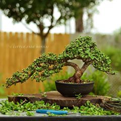 Jade Plant Bonsai, Garden Bonsai Tree, Bonsai Pruning, Jade Bonsai, Jade Tree, Bonsai Tree Types, Bonsai Tree Care, Succulent Bonsai, Plantas Bonsai