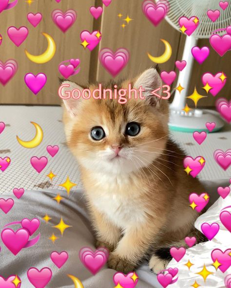 Goodnight cat pin Goodnight Cat Cute, Goodnight Cute Meme, Goodnight Cat Images, Cat Saying Goodnight, Good Night Meme Cute, I Love You Cat Pictures, Goodnight Wholesome, Good Night Cat Images, Goodnight Reaction Pic