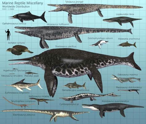 Aquatic Reptile size chart Prehistoric Wildlife, Prehistoric Dinosaurs, Prehistoric World, Ancient Animals, Paleo Art, Extinct Animals, Dinosaur Art, Dinosaur Fossils, Prehistoric Creatures