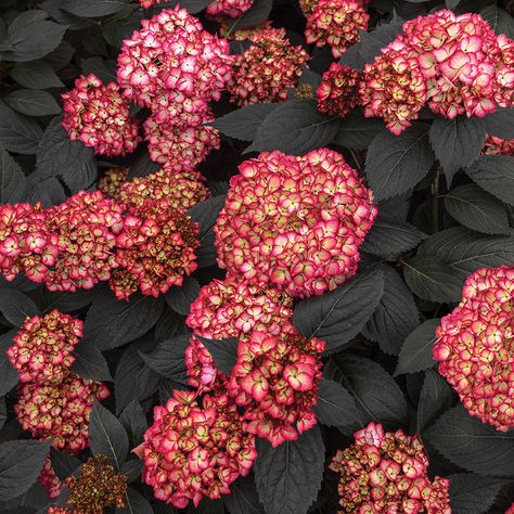 Eclipse® Bigleaf Hydrangea: Meet the New Dark Leaf Rock Star | First Editions Full Sun Shrubs, Mophead Hydrangea, Sky Nursery, Big Leaf Hydrangea, Hydrangea Varieties, Bigleaf Hydrangea, Potato Vines, Bird Bath Garden, Blueberry Bushes