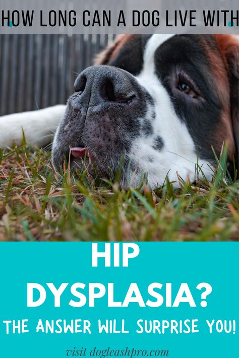 How long can a dog live with hip dysplasia? The Complete Guide Hip Dysplasia In Dogs, Dog Hip Dysplasia, Gsd Dog, Dog Health Tips, Hip Dysplasia, Dog Info, Hip Pain, Massage Techniques, Bernese Mountain Dog