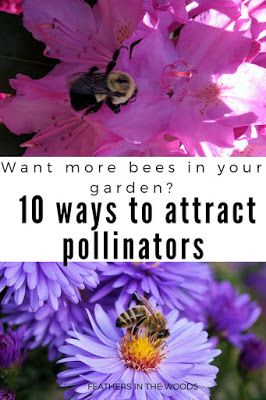 Want more bees in your garden? here are 10 ways to attract pollinators (like bees and butterflies) to your garden. Butterfly Food, Bee Flowers, Garden Prepping, Small Farms, Bees And Butterflies, Homestead Gardens, Herb Gardening, Attracting Bees, Attract Pollinators