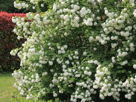 Large Shrubs For Privacy, Privacy Hedges Fast Growing, Fast Growing Privacy Shrubs, Shrubs For Borders, Fast Growing Flowers, Fast Growing Hedge, Fast Growing Shrubs, Shrubs For Privacy, Fast Growing Evergreens