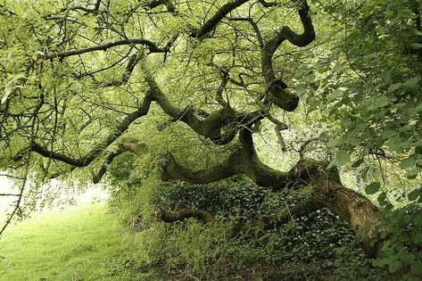 European ash tree Pendula Tree, Norway Forest, Weeping Trees, Herb Life, Picea Abies, Italian Cypress, Norway Nature, Magnolia Grandiflora, Cupressus Sempervirens