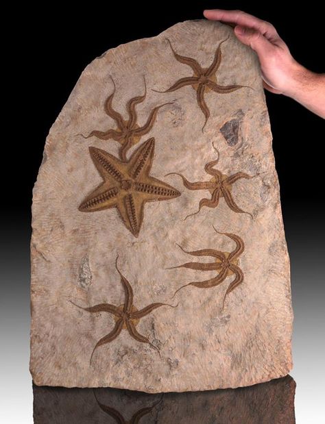 Fossils Dinosaur, Sea Fossils, Fossil Art, Fossil Bones, Rocks And Fossils, Gemstone Art, Ancient Animals, Pictures Of Animals, Cool Rocks