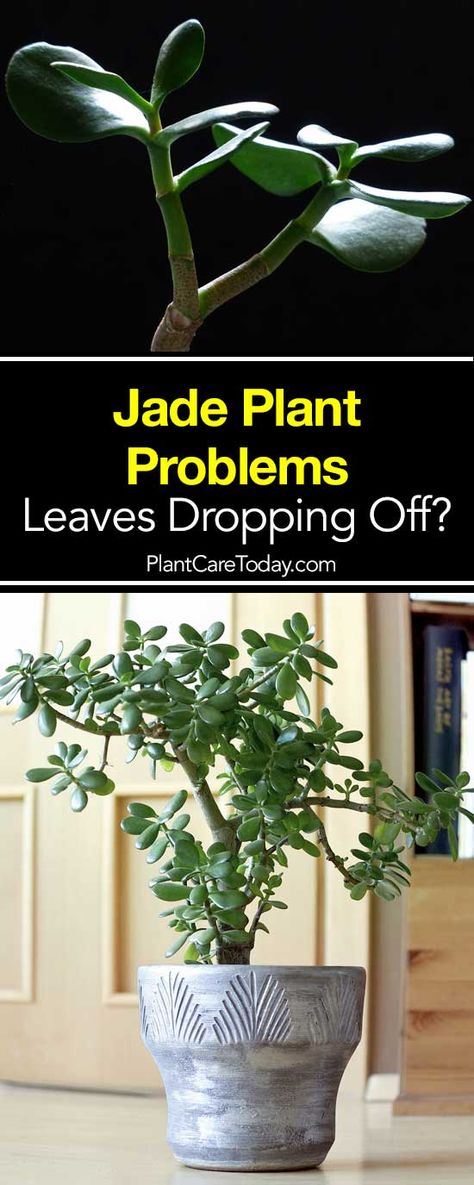 Jade plant dropping leaves? There are many reasons for this but which you are you experiencing? Learn the causes and how to fix the problem. [LEARN MORE Plant Problems Leaves, Jade Plant Care, Jade Succulent, Jade Plant, Plant Problems, Jade Plants, Cactus Y Suculentas, House Plants Indoor, Easy Garden