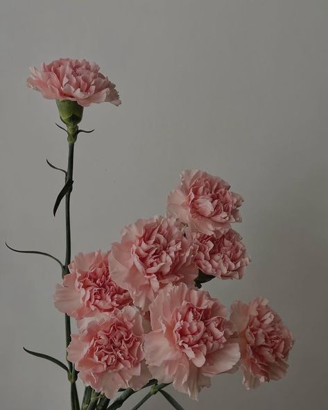 Pink Carnation Aesthetic, Carnation Flower Wallpaper, Carnation Flower Aesthetic, Carnations Aesthetic, Carnation Aesthetic, Carnation Wallpaper, Carnations Bouquet, Carnation Plants, Carnation Bouquet