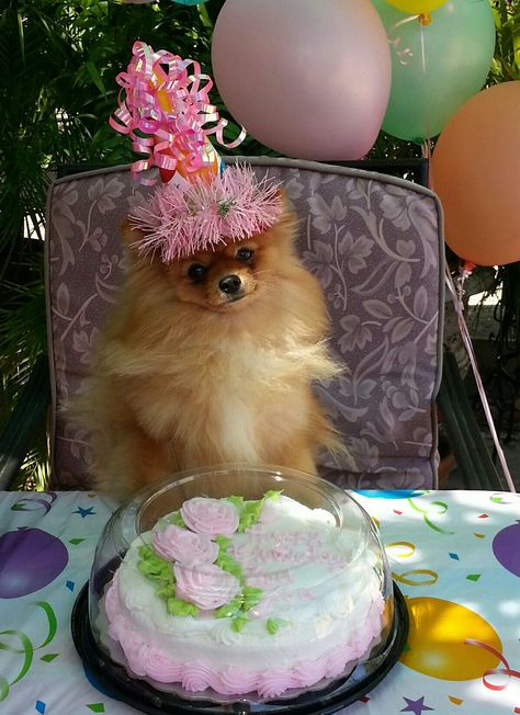 Pomeranian Birthday! Happy 1st Birthday! Pomeranian Birthday, Pomeranian Mix, Puppy Grooming, Happy 1st Birthday, Cute Pomeranian, Dog Pics, Dream Dog, Dog Birthday Party, Getting A Puppy